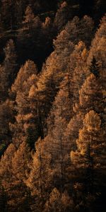 Forêt,Nature,Arbres,Marron,Automne