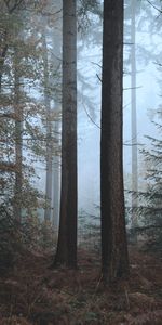 Nature,Forest,Trees,Fog,Autumn