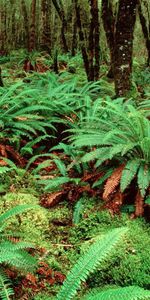 Nature,Forest,Vegetation,Greens,Variety,Diversity,Fern