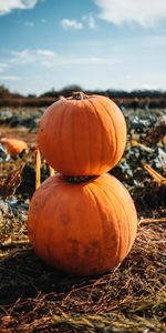 Nature,Fruit,Pumpkin,Harvest