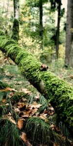 Nature,Grass,Autumn,Acorns,Wood,Tree,Branch,Moss,Humidity,Leaves