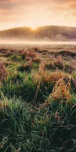 Nature,Herbe,Aube,Automne