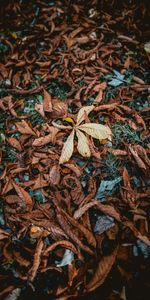 Nature,Grass,Autumn,Dry,Fallen,Foliage