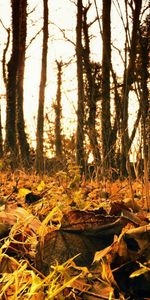 Hierba,Otoño,Hojas,Caído,Naturaleza