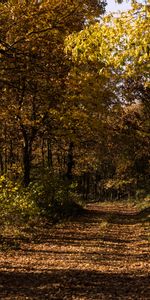 Nature,Forêt,Herbe,Feuillage,Automne