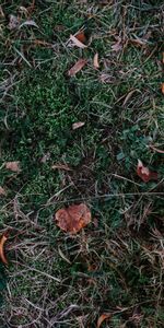 Nature,Grass,Autumn,Leaves,Fallen,Foliage