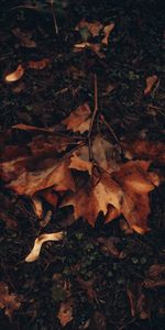 Feuilles,Érable,Herbe,Feuillage,Nature,Automne