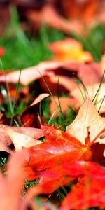 Nature,Grass,Autumn,Leaves,Greens,Lawn,Maple