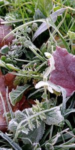 Nature,Grass,Autumn,Leaves,Land,Frost,Earth