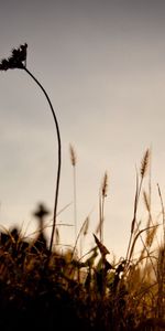 Automne,Nature,Gazon,Par Le Bas,D’En Bas,Herbe,Sun,Lumière,Briller