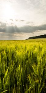 Herbe,Poutres,Portée,Nature,Rayons,Sky,Espace