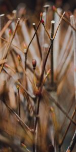 Naturaleza,Hierba,Suave,Sucursales,Ramas,Borrosidad