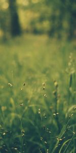 Nature,Grass,Blur,Smooth,Field