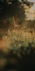 Nature,Grass,Blur,Smooth,Lawn,Plants