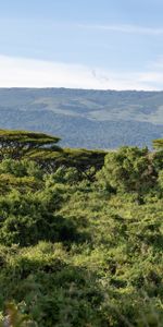 Nature,Herbe,Branches,Les Collines,Collines,Buissons,Safari