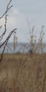 Nature,Grass,Bush,Dry,Withering,Field