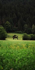 Nature,Grass,Bush,Forest,Hut