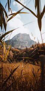 Nature,Grass,Bush,Mountain