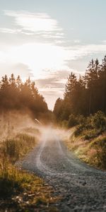 Herbe,Route,Forêt,Brouillard,Dahl,Distance,Nature,Buissons