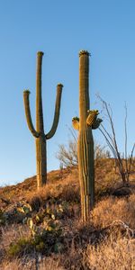 Herbe,Nature,Cactus,Plantes