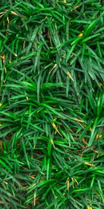 Nature,Grass,Close Up