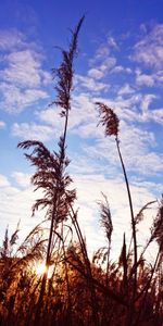 Tiges,Herbe,Nuages,Nature