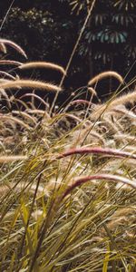 Herbe,Cônes,Domaine,Champ,Épillets,Nature,Plantes