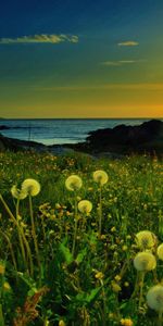 Nature,Grass,Dandelions,Clouds,Shine,Evening,Sky,Glow,Mountains,Light,Sea