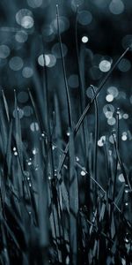 Nature,Grass,Drops,Macro,Dew,Black And White