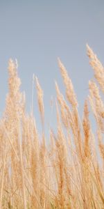 Nature,Grass,Dry,Cane,Reed,Brown,Plants