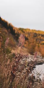 Nature,Grass,Dry,Wild,Plants