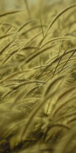 Nature,Grass,Dry,Wind,Ear