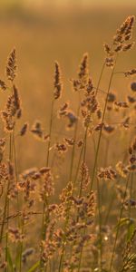 Nature,Grass,Ears,Dry,Spikes,Field