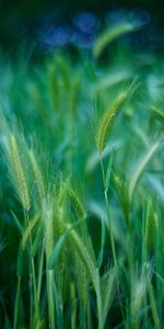 Nature,Herbe,Oreilles,Chaussures À Pointes