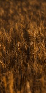 Herbe,Domaine,Oreilles,Chaussures À Pointes,Nature,Champ,Doré,Or