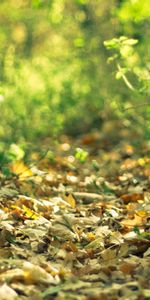 Nature,Grass,Fallen,Leaves