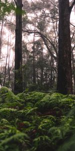 Nature,Grass,Ferns,Trees,Forest