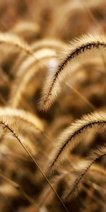 Nature,Grass,Field,Ears,Dry,Spikes,Meadow