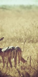 Nature,Grass,Field,Roe Deer,Animals,Background