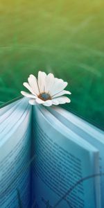 Nature,Grass,Flower,Miscellanea,Miscellaneous,Book,Mood