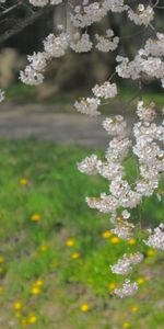 Nature,Fleurs,Herbe,Branche,Source,Floraison,Printemps