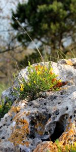 Naturaleza,Stones,Hierba,Flores