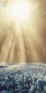 Nature,Grass,Frost,Hoarfrost,Sunlight