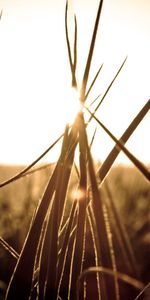 Nature,Grass,Grey,Sunset