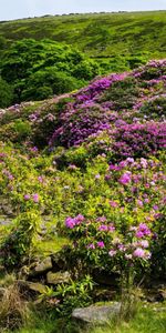 Colline,Collines,Herbe,Nature,Fleurs