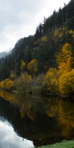 Herbe,Forêt,Lac,Nature,Arbres