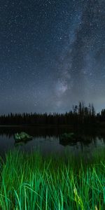 Nature,Grass,Lake,Trees,Night,Starry Sky