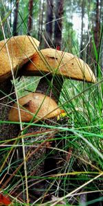 Nature,Grass,Land,Three,Boletus,Subberezoviki,Earth