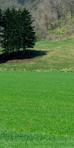 Naturaleza,Árboles,Campo,Césped,Hierba,Verano