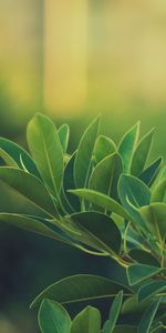 Nature,Grass,Leaves,Dark